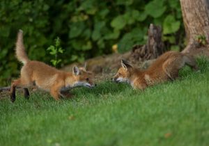2023-06-01 FOX KIT _01_4V2.jpg