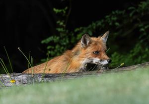 2026-06-01 RACOON FOX SERIES_6v2 copy.jpg