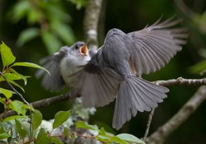 2022-06-11 TMOUSE PAIR 02_10V2.jpg