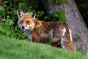 2025-04-30 FOX DARK_6v2 copy.jpg
