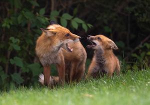 2023-06-09 FOX MOM KIT_01_1V2.jpg