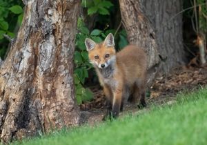 2023-06-01 FOX KIT _01_9V2.jpg