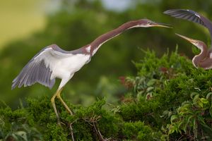 2016-07-17 TRICOLORED HERON6 PAIR_13V3.jpg
