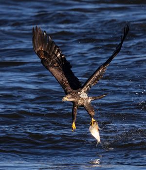 2025-11-04 BE IF JUVI FISH_7V2 copy.jpg