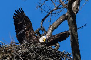 2026-04-11 BE NEST WINGS_3V2 copy.jpg