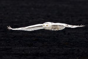 2014-02-02 Snowy IF Series1_7av2.jpg