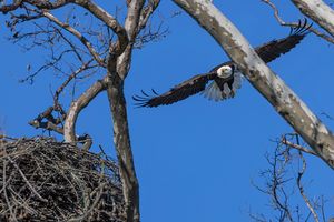 2026-04-11 BE NEST WINGS_8V2 copy.jpg