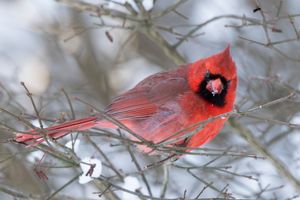 2024-01-20 CARD 15 DEGREES_1V2.jpg