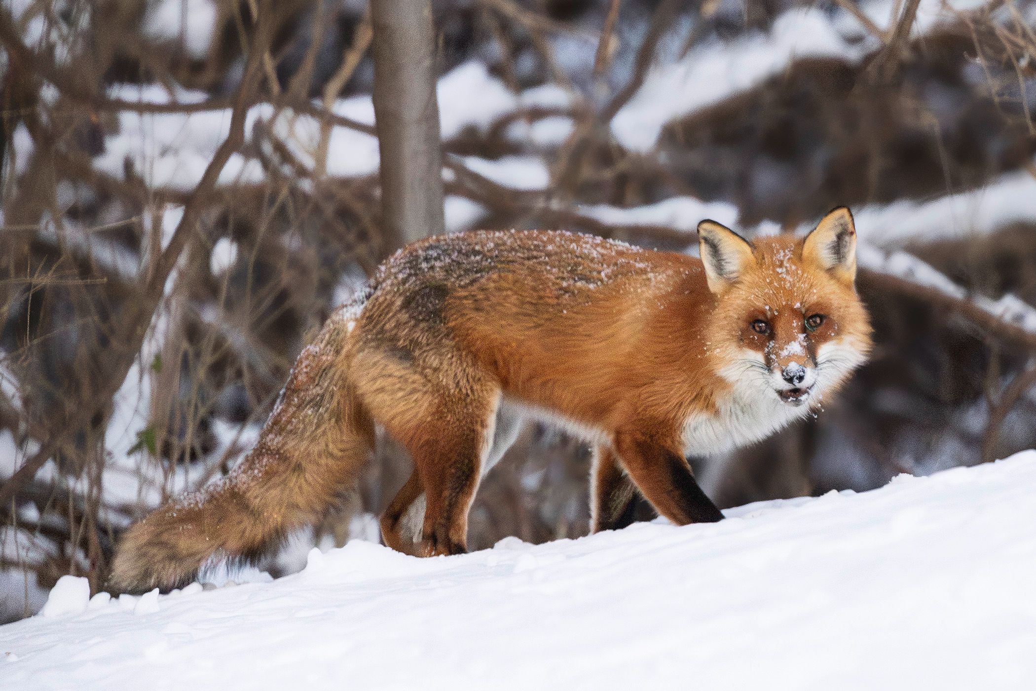 2026-01-19 FOX SNOW_2_1V2 copy.jpg