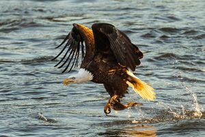 2025-12-03 BE RIVER FISH SERIES_9v2 copy.jpg