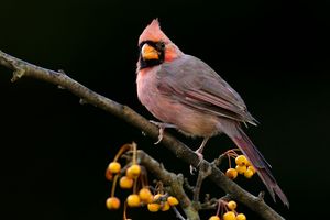 2023-10-02 CARD BERRIES_01_1V2.jpg