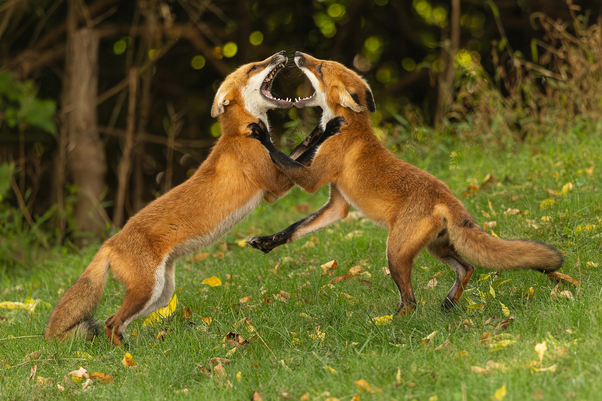 2026-09-10 FOX SIBLINGS_5v2 copy.jpg
