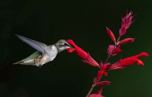 2024-07-26 RUBY JUVI RED 2 (4v2) copy.jpg