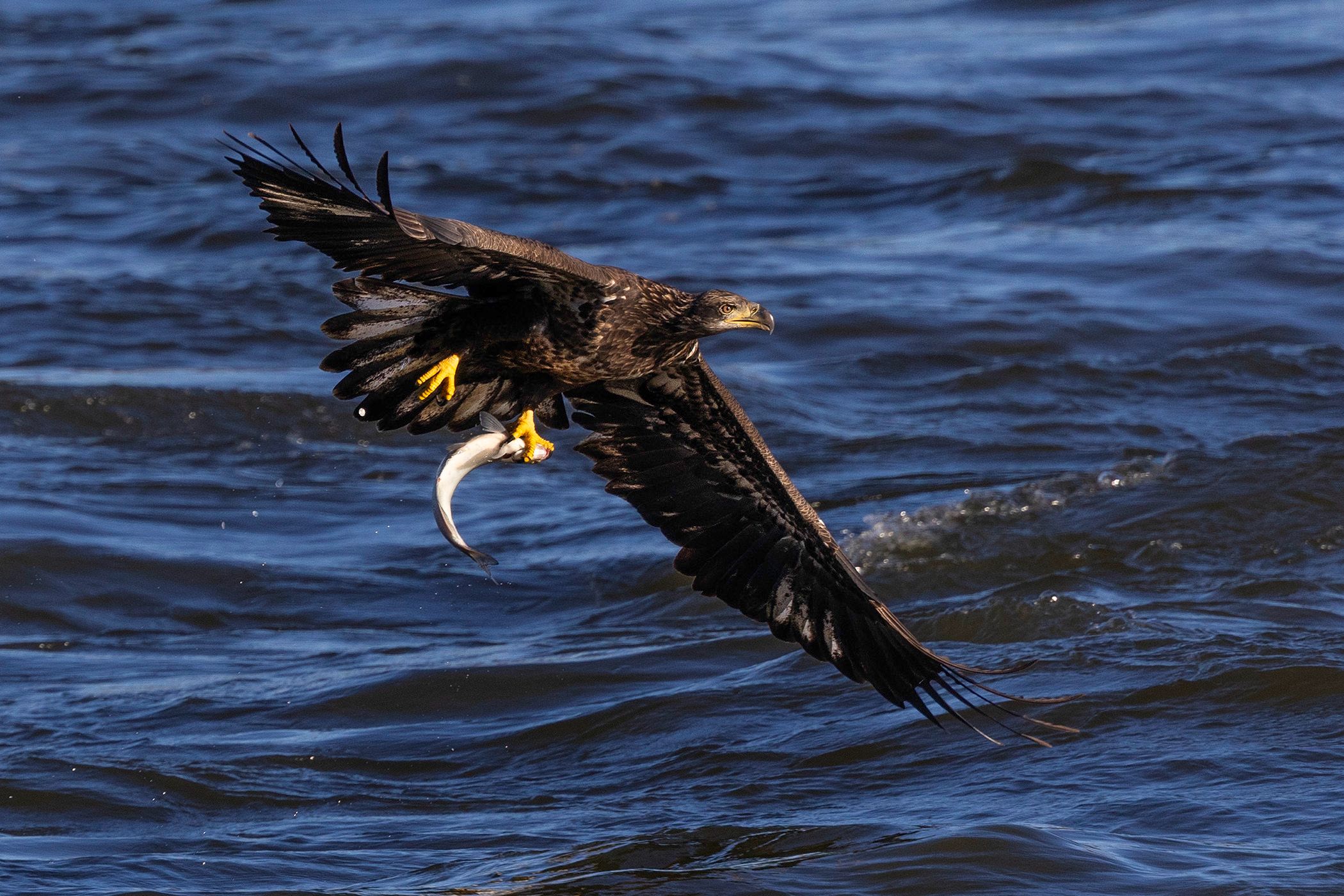 2025-11-04 BE IF JUVI FISH_19v2 copy.jpg