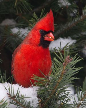 2013-01-26 Card1v2tedweb.jpg