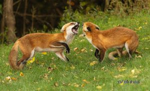 2026-09-10 FOX SIBLINGS_2V2 copy.jpg