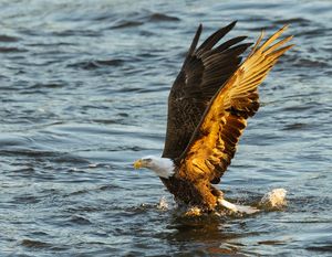 2025-12-03 BE RIVER FISH SERIES_4v2 copy.jpg