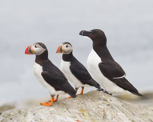 Puffins and Razorbill