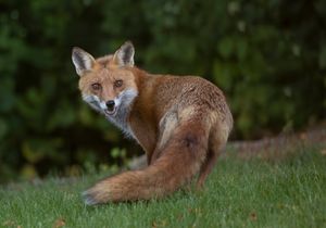 2023-06-04 FOX MOM _01_1V2.jpg