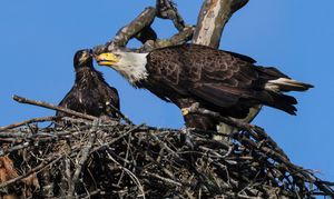 2026-05-13 BE NEST FEED EAGLET_1V2 copy 3.jpg
