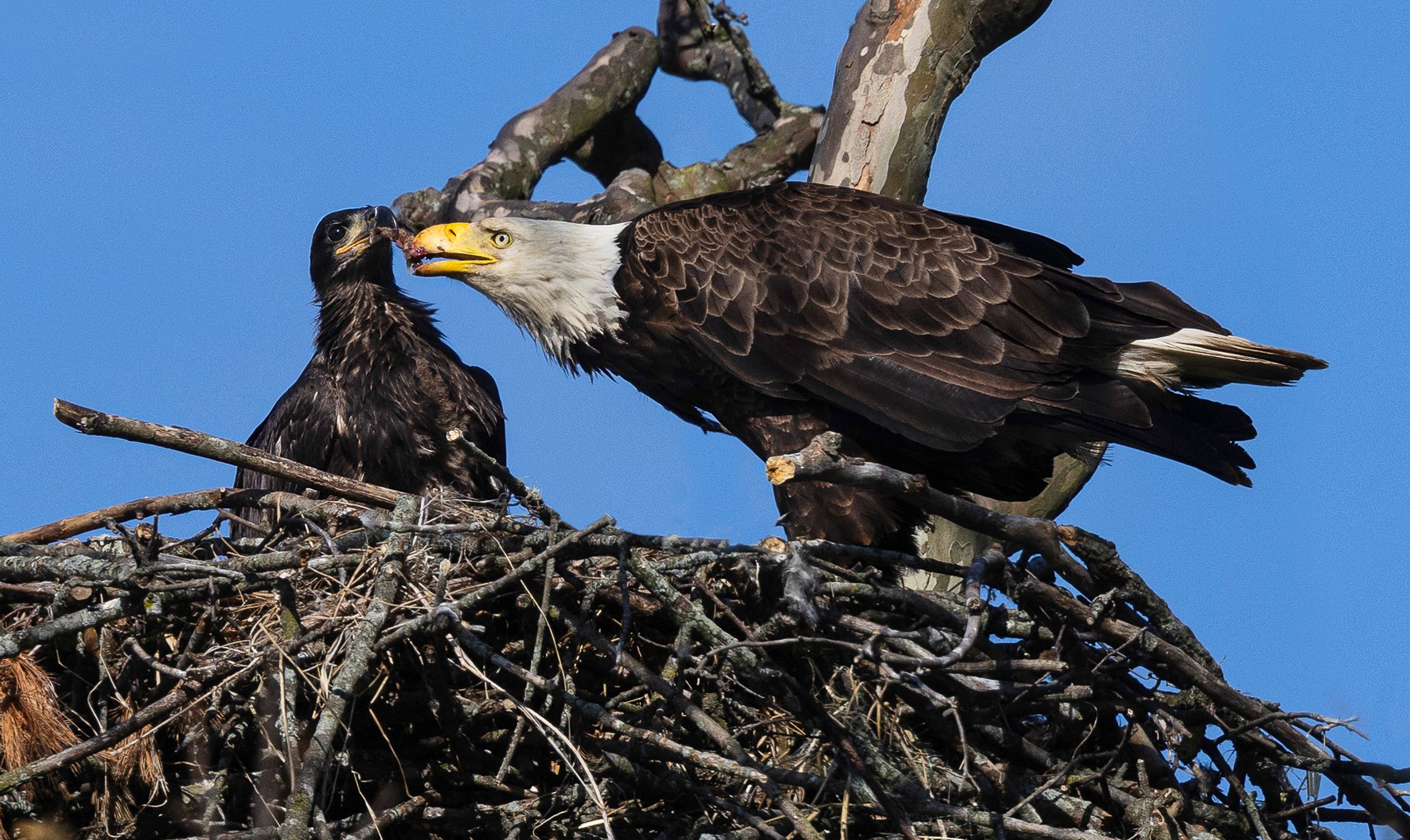 2026-05-13 BE NEST FEED EAGLET_1V2 copy 3.jpg