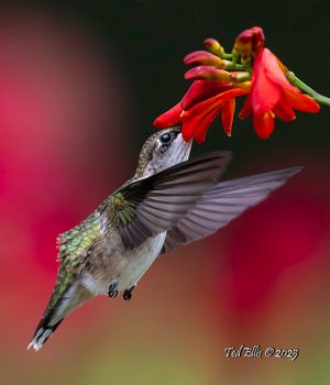 2025-07-15  RTHB JUVI LUCIFER_11v2 copy.jpg