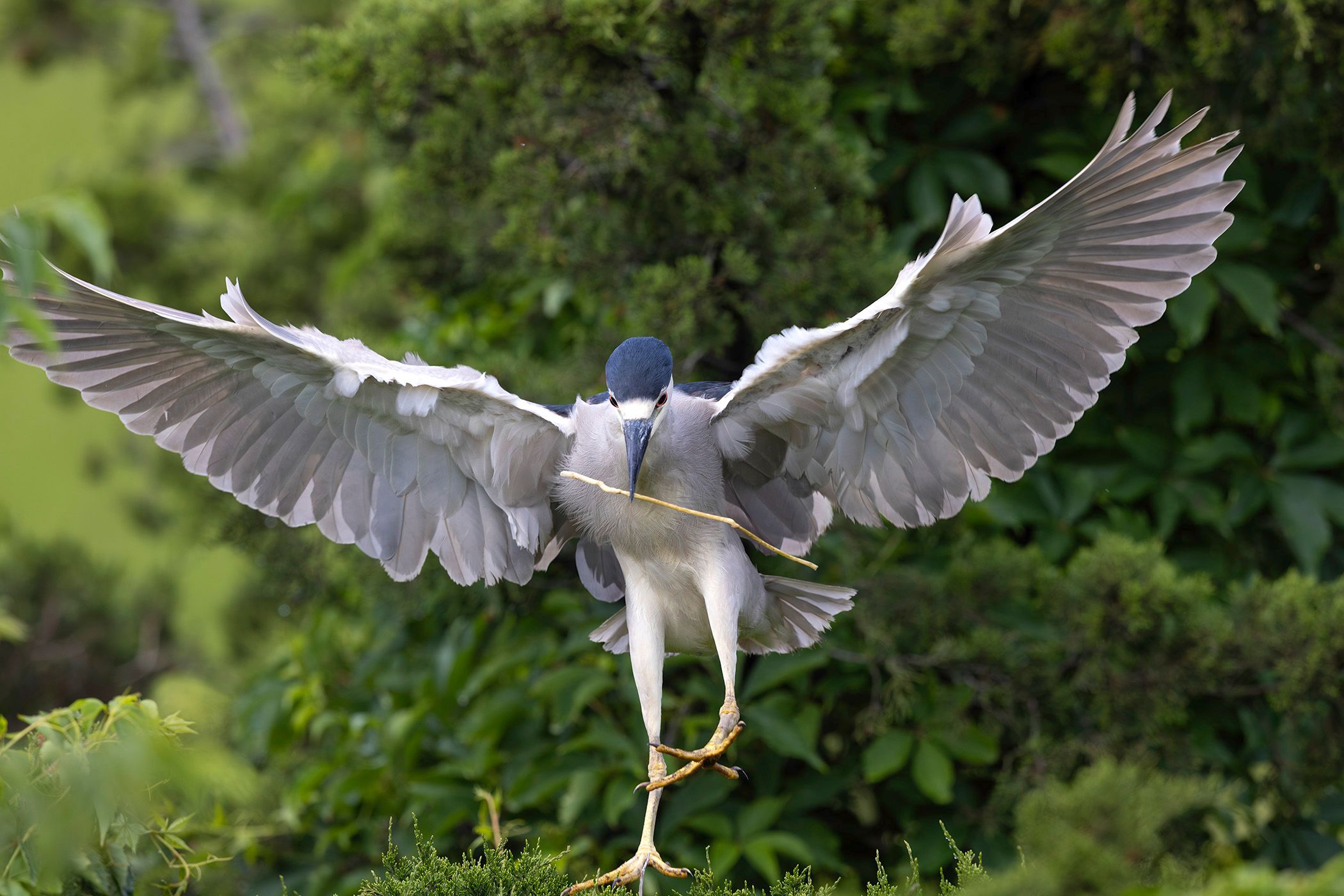 2024-06-03 BCNH STICK_2V3 copy.jpg