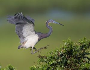 2019-07-14 T C HERON_3V2.jpg