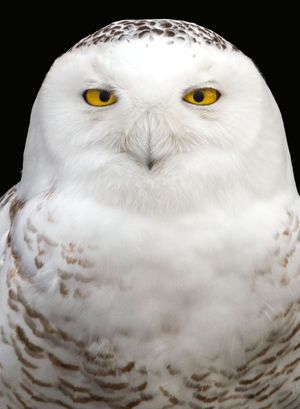 2014-02-01 Snowy Portrait2_7v4.jpg