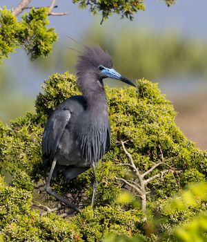 2024-05-21 LB HERON SERIES_5v2 copy.jpg