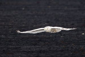 2014-02-02 Snowy IF Series1_9v2.jpg