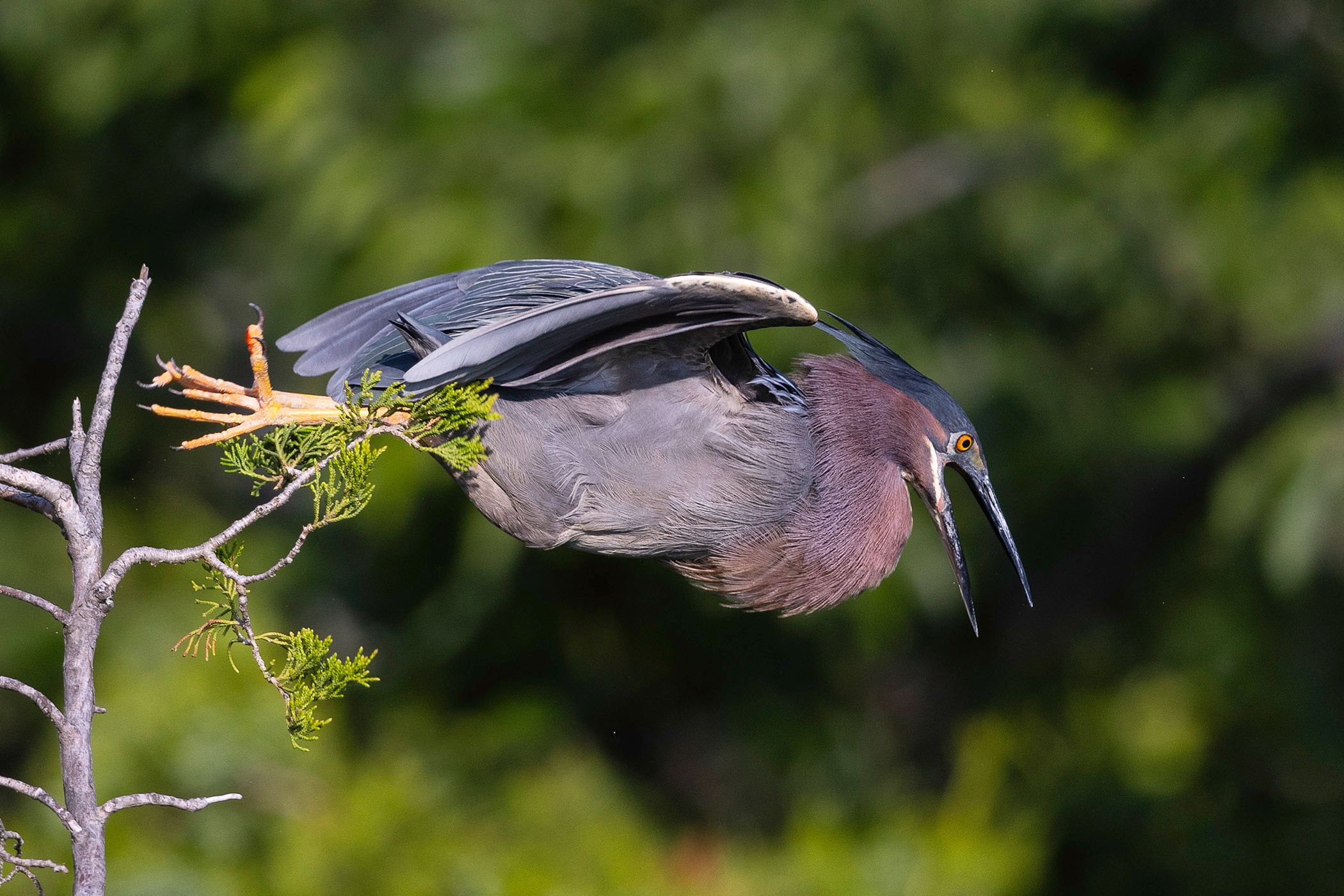 2025-06-02 GREEN HERON_3V2 copy.jpg