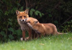 2023-06-09 FOX MOM KIT_01_2V2.jpg