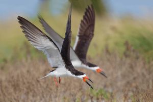 2015-09-25 SKIMMERS IF ADULT TWO_1v2.jpg