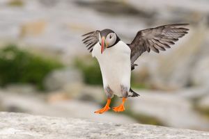 2013-07-10 PUFFIN IF Landing1_7_Seal_Machias_Island_Puffin_Ted_Ellis_Photography.jpg