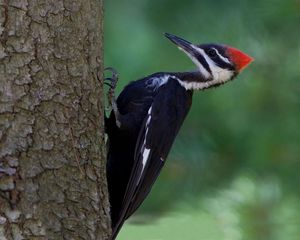 2014-07-25 Pileated Woodpecker_2V3.jpg