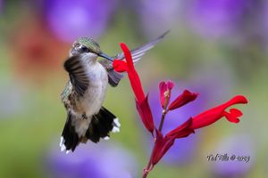 2025-07-15  RTHB JUVI RSALVIA_1V2 copy.jpg