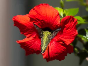 2026-08-21 RUBY M HIBISCUS_1V2 copy.jpg
