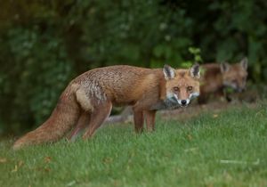 2023-06-04  FOX KIT_01_14V2.jpg