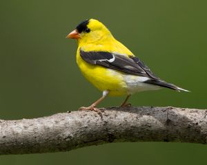 2016-05-19 GFINCH _10v2.jpg