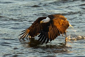 2025-12-03 BE RIVER FISH SERIES_11v2 copy.jpg