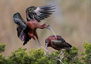 2023-04-27 GIBIS PAIR_01_1v2.jpg