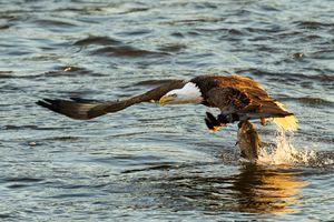 2025-12-03 BE RIVER FISH SERIES_8v2 copy.jpg