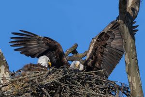2026-04-11 BE NEST PAIR_1v2 copy.jpg
