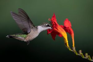 2022-07-23 RTHum JUV F CROC 1V2.jpg