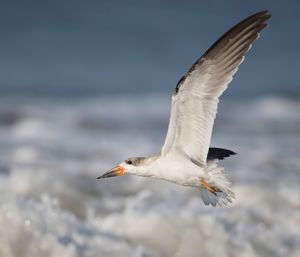 2016-08-30 BSKIMMER JUV WAVEv2.jpg