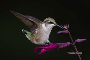 2025-07-18  RTHB JUVI PURPLE PERCHED_3 copy.jpg