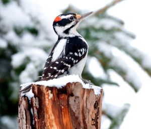 2011-01-29 Hairy wow_1V3.jpg