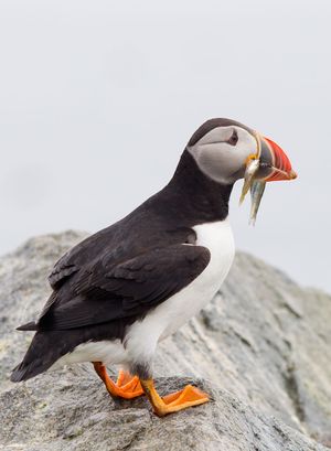 2013-07-09 Puffin fish_1v2_Puffin_Fish_Ted_Ellis_Photography.jpg