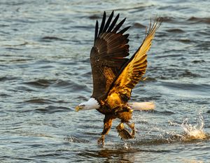 2025-12-03 BE RIVER FISH SERIES_7v2 copy.jpg